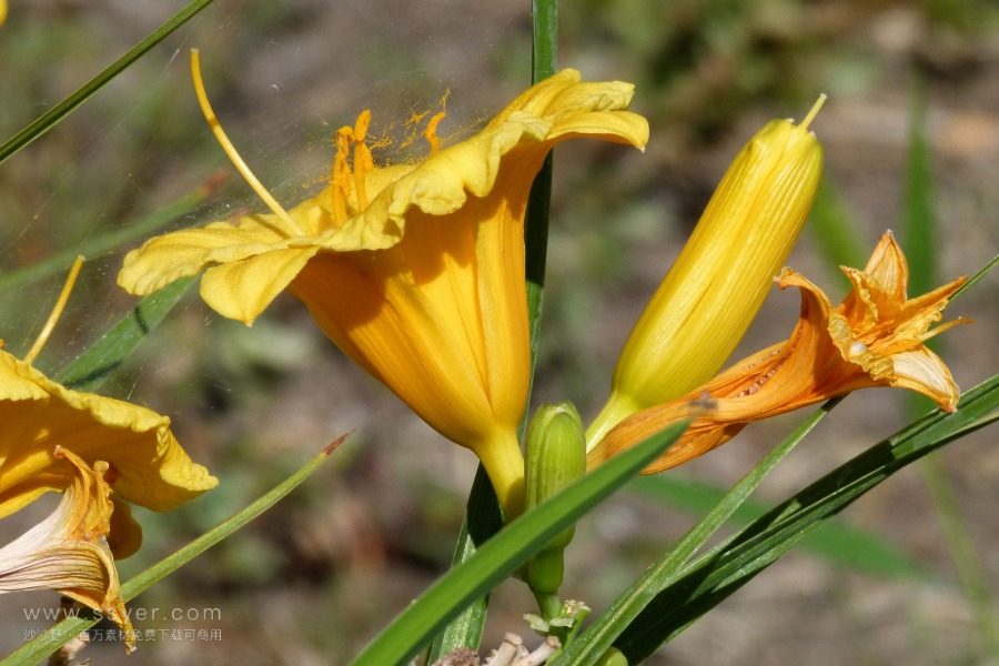 風途科技：種植黃花菜需要什么氣候條件？